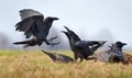 Common ravens interactions Ã¢â¬â fierce conflict between two birds for carrion Royalty Free Stock Photo